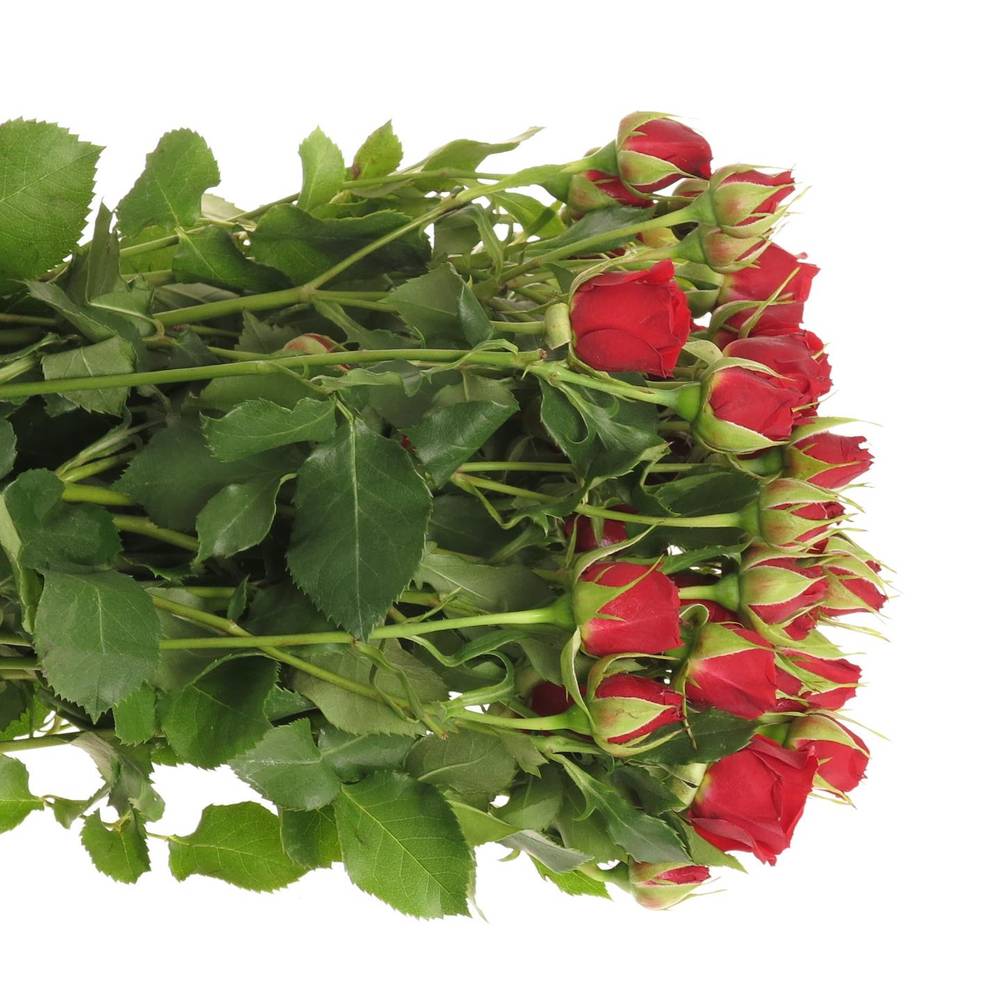 Rose verzweigt rot Mirabel 6+Blüte 80cm