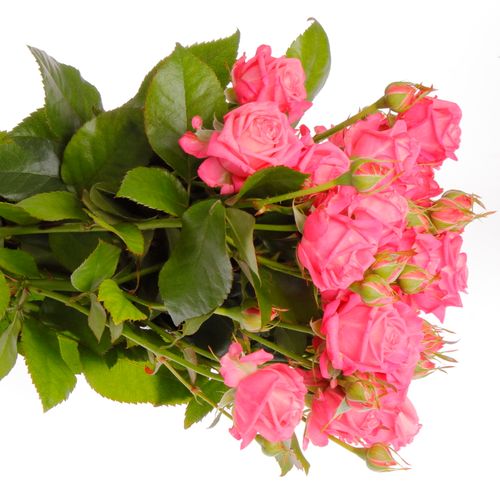 Rose verzweigt rosa Sweet Bubbles 6+Blüte 60cm