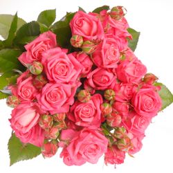 Rose verzweigt rosa Sweet Bubbles 6+Blüte 60cm