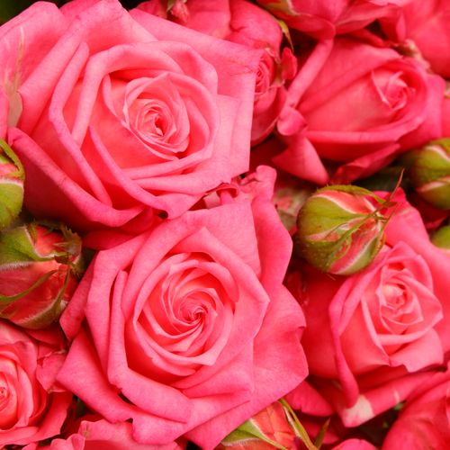 Rose verzweigt rosa Sweet Bubbles 6+Blüte 60cm