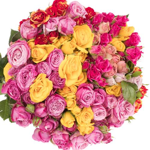 Rose verzweigt mix Im Bund 3+Blüte 40cm