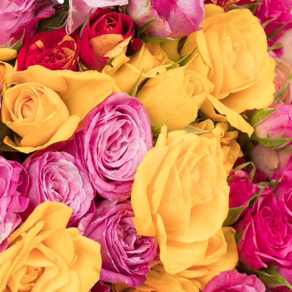 Rose verzweigt mix Im Bund 3+Blüte 40cm