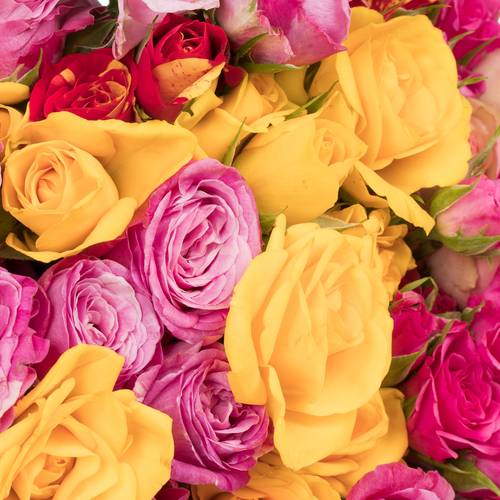 Rose verzweigt mix Im Bund 3+Blüte 40cm