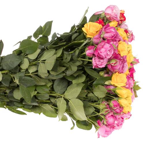 Rose verzweigt mix Im Bund 3+Blüte 40cm