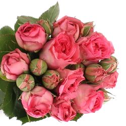 Rose rosa Freiland Ashley 40cm 2+Blüte