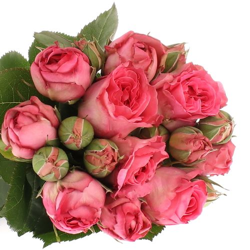 Rose rosa Freiland Ashley 40cm 2+Blüte