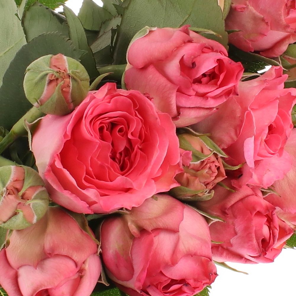 Rose rosa Freiland Ashley 40cm 2+Blüte