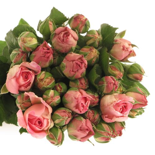 Rose rosa Freiland Ashley 50cm 3+Blüte