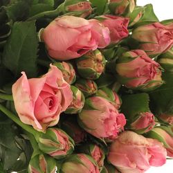 Rose rosa Freiland Ashley 50cm 3+Blüte
