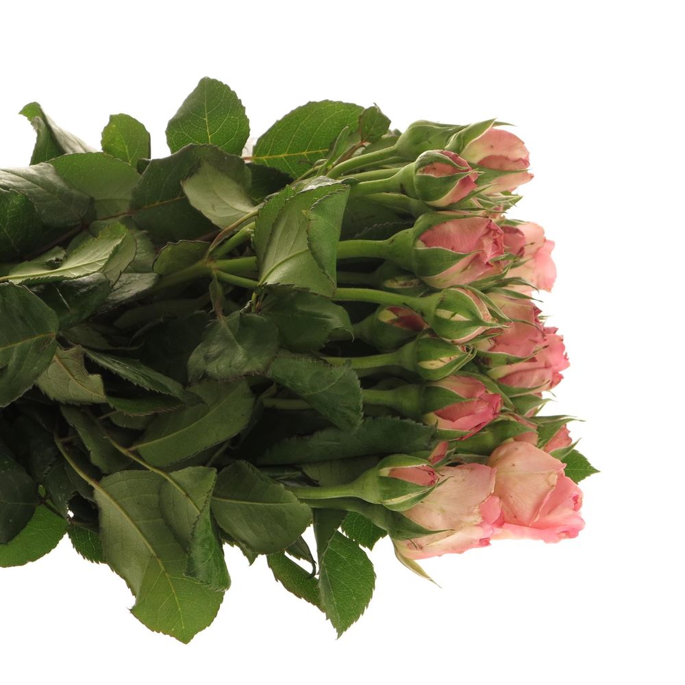 Rose rosa Freiland Ashley 50cm 3+Blüte