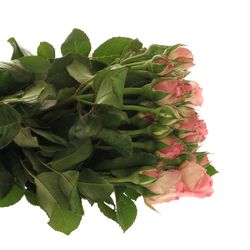 Rose rosa Freiland Ashley 50cm 3+Blüte