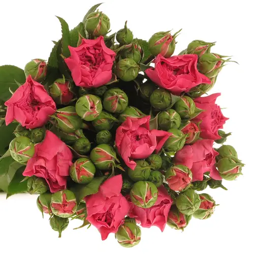 Rose Freiland dunkel rosa Barones 2+Blüte 50cm