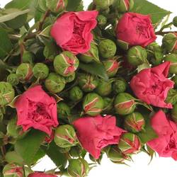 Rose Freiland dunkel rosa Barones 2+Blüte 50cm