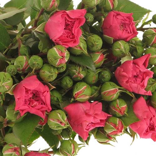 Rose Freiland dunkel rosa Barones 2+Blüte 50cm
