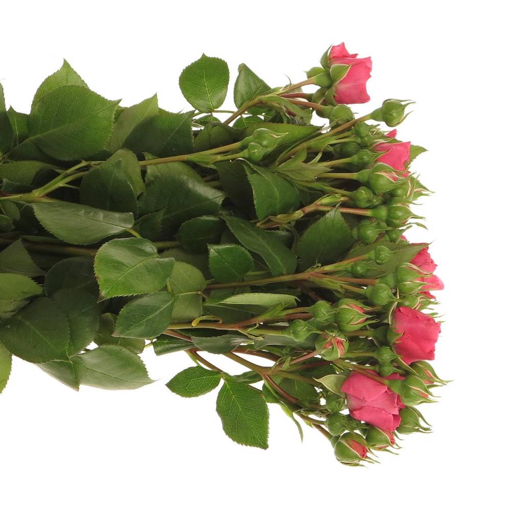 Rose Freiland dunkel rosa Barones 2+Blüte 50cm