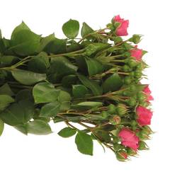 Rose Freiland dunkel rosa Barones 2+Blüte 50cm