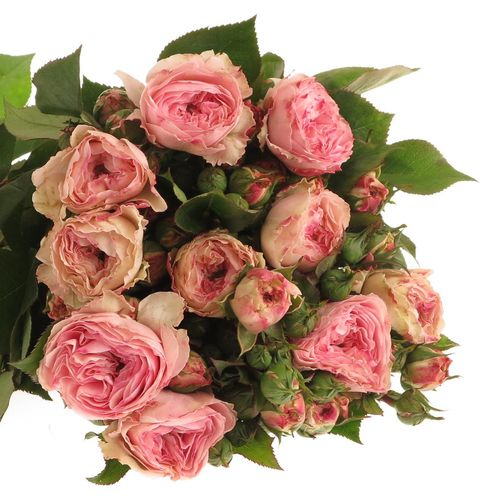 Rosa Freiland pink Mariatheresa 50cm 3+Blüte