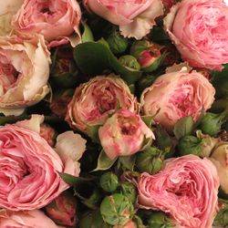 Rosa Freiland pink Mariatheresa 50cm 3+Blüte