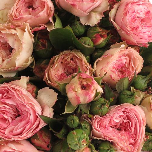 Rosa Freiland pink Mariatheresa 50cm 3+Blüte