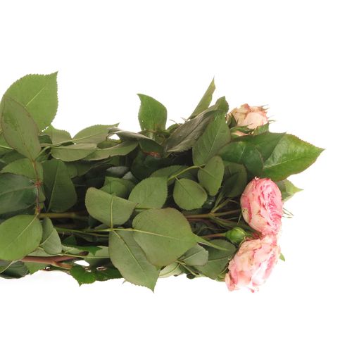 Rosa Freiland pink Mariatheresa 50cm 3+Blüte