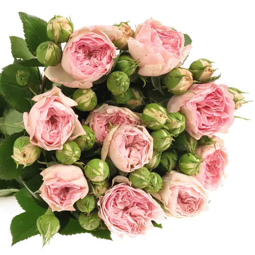 Rosa Freiland pink Mariatheresa 40cm 3+Blute