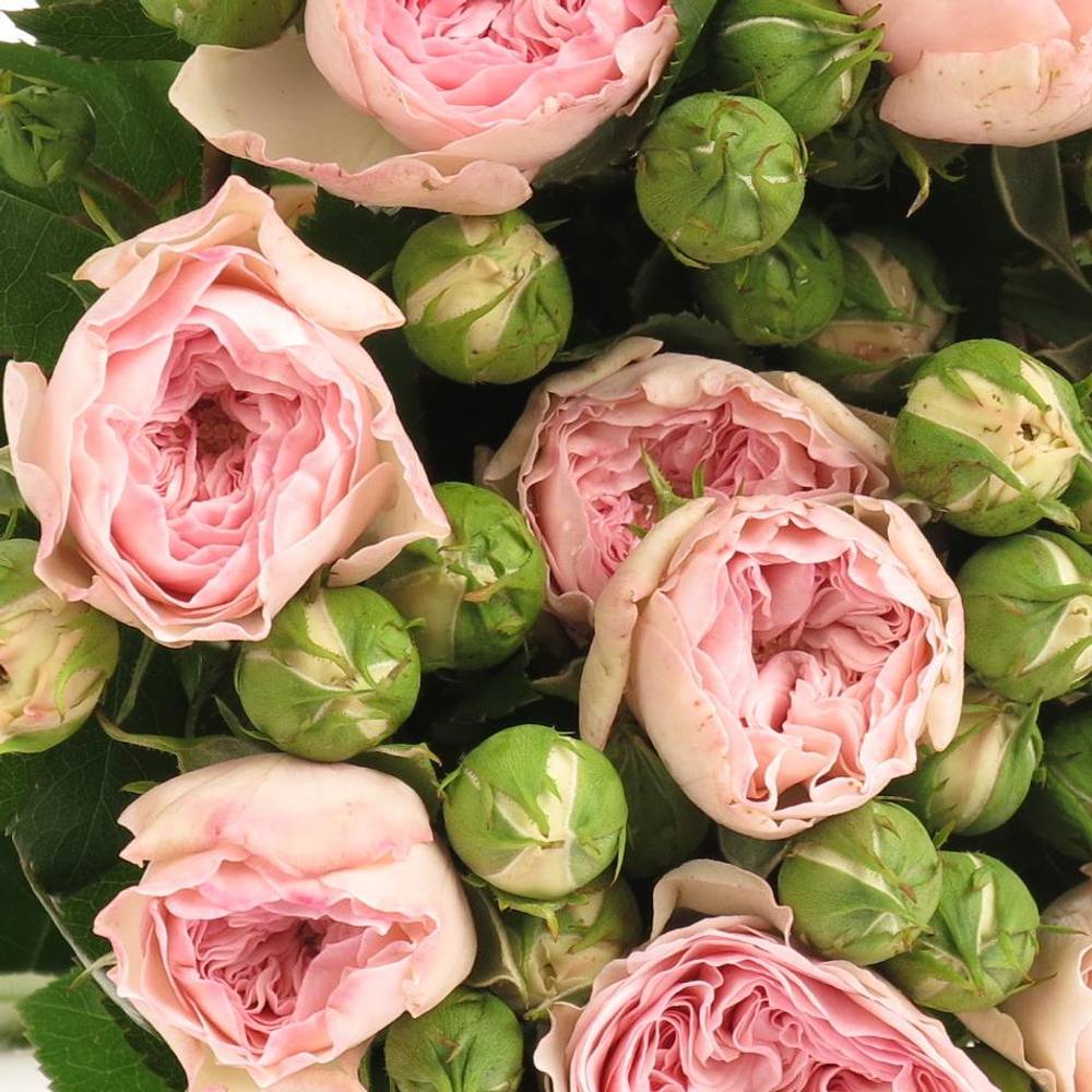 Rosa Freiland pink Mariatheresa 40cm 3+Blüte