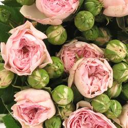 Rosa Freiland pink Mariatheresa 40cm 3+Blüte