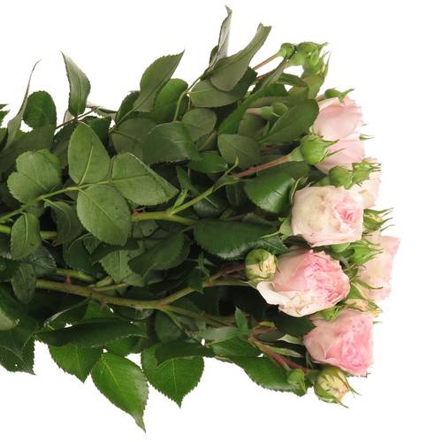 Rosa Freiland pink Mariatheresa 40cm 3+Blute