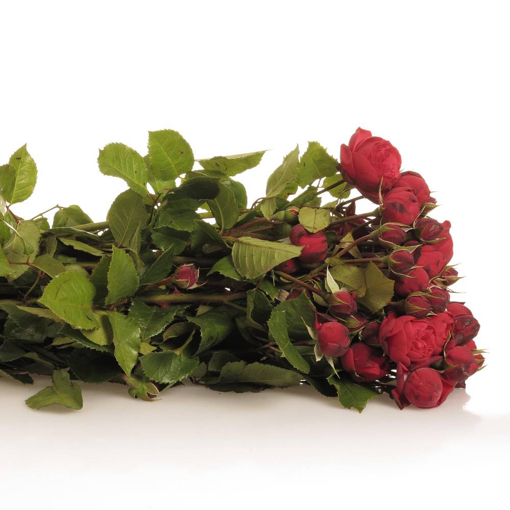 Rose Freiland rot Piano 1+Blüte 40cm