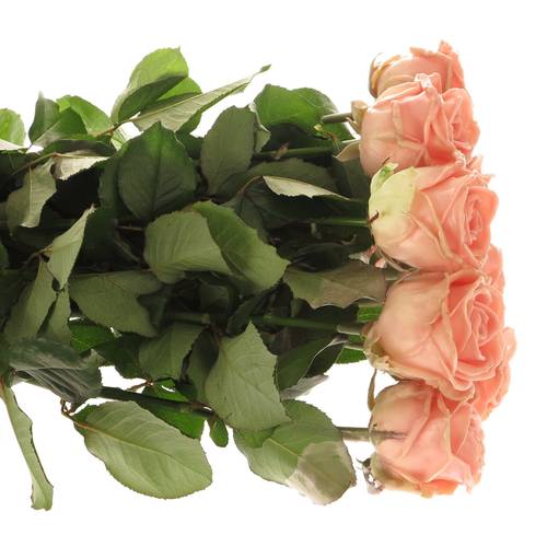 Rose apricot Wachs Oceana (W11) 70cm 