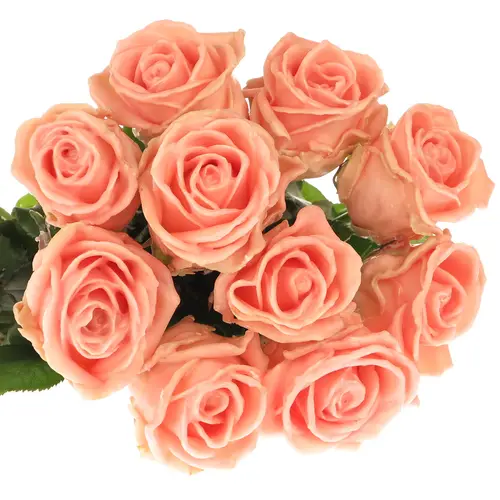 Rose apricot Wachs Oceana (W11) 70cm 