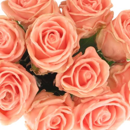 Rose apricot Wachs Oceana (W11) 70cm 