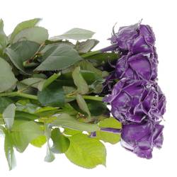 Rose Purper Wachs (W8) 70cm