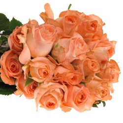 Rose apricot Coral Reef (Ec) 50cm