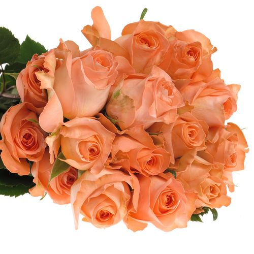 Rose apricot Coral Reef (Ec) 50cm