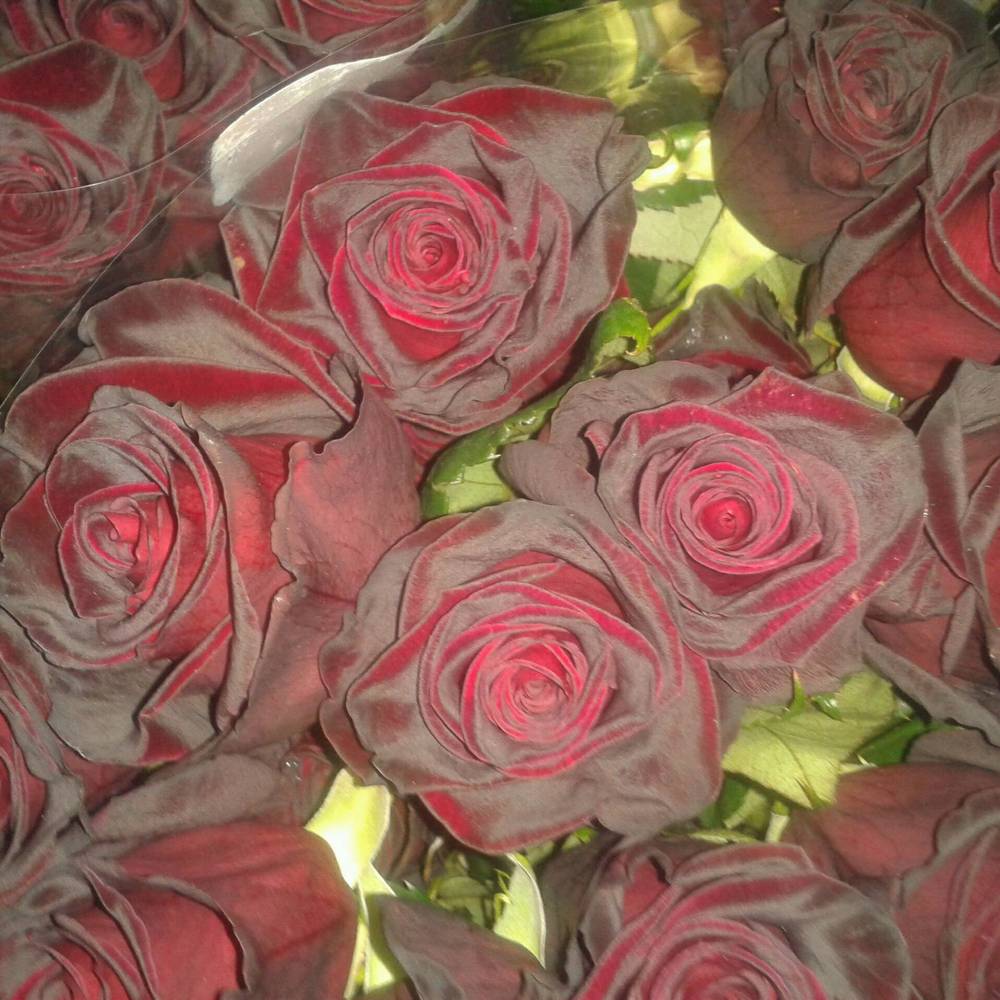 Rose schwarz Black Baccara (Ec) 51cm