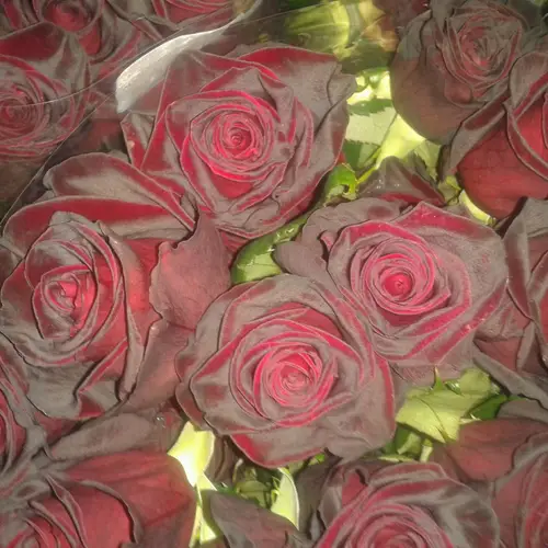 Rose schwarz Black Baccara (Ec) 51cm