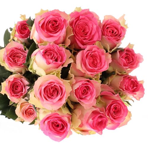 Rose rosa/weiss Malibu (Ec) 60cm