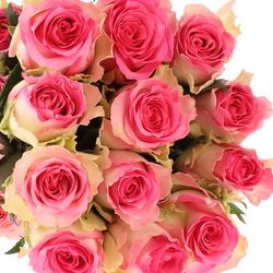 Rose rosa/weiss Malibu (Ec) 60cm