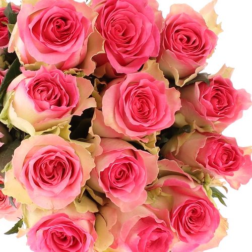 Rose rosa/weiss Malibu (Ec) 60cm