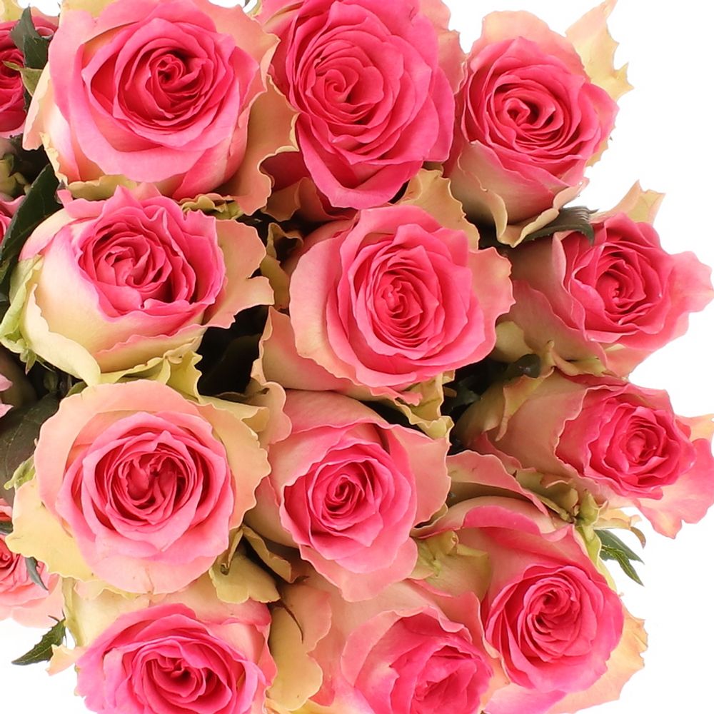 Rose rosa/weiss Malibu (Ec) 60cm