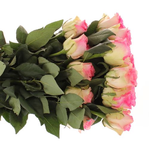 Rose rosa/weiss Malibu (Ec) 60cm