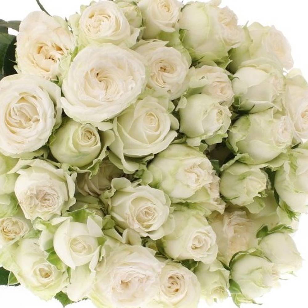 Rose verzweigt weiss Bombastic 6 5+Blüte 60cm