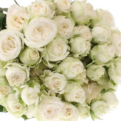 Rose verzweigt weiss Bombastic 6 5+Blüte 60cm