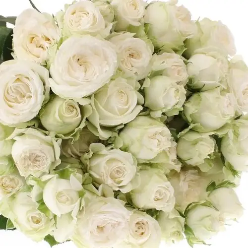 Rose verzweigt weiss Bombastic 6 5+Blüte 60cm