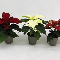 Poinsettia mix Exclusief mini 1+Blüte T06 H012