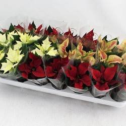 Poinsettia mix Exclusief mini 1+Blüte T06 H012