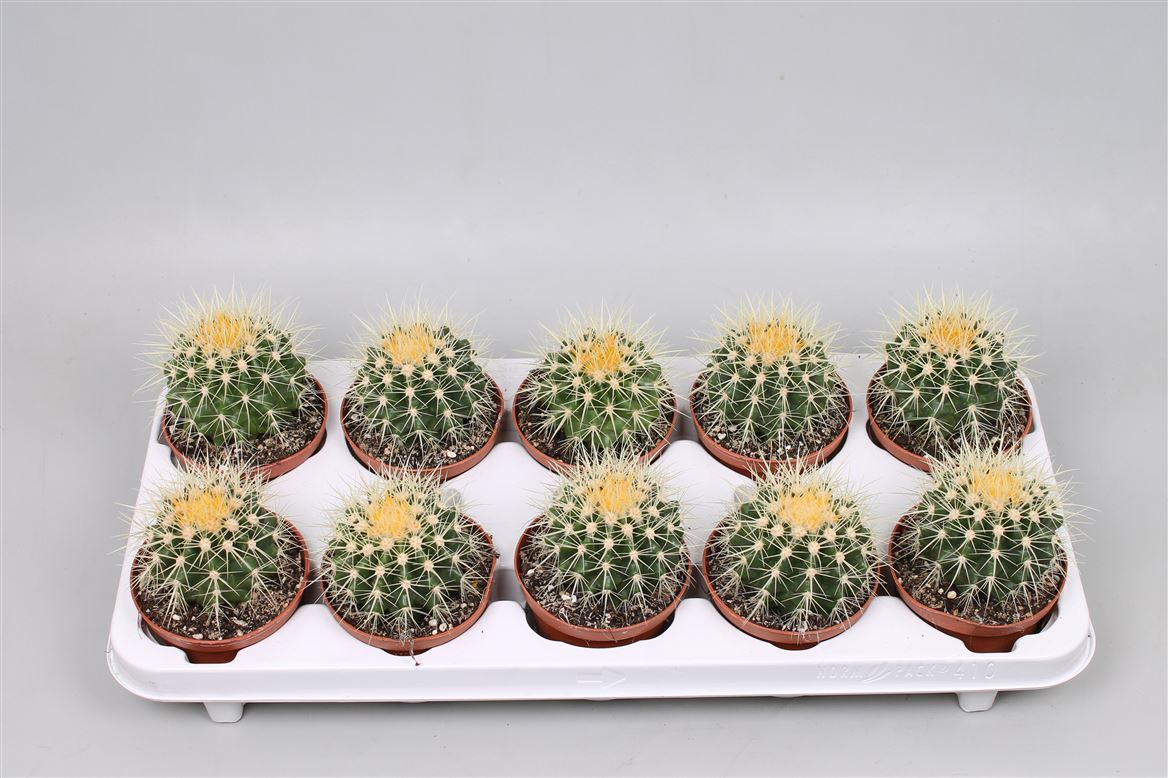Kaktus Grusonii T10,5 H018 (Kakteen) | Heyl - Blumengrohandel /  Floristikgrohandel