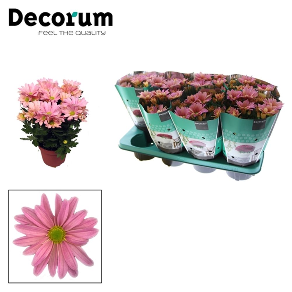 Chrys.rosa T13 H25