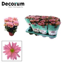 Chrys.rosa T13 H25